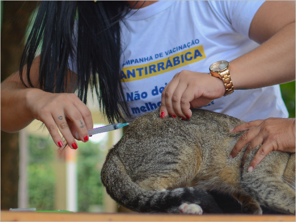 Itaitinga realiza 1ª etapa da Campanha de Vacinação Antirrábica para cães e gatos